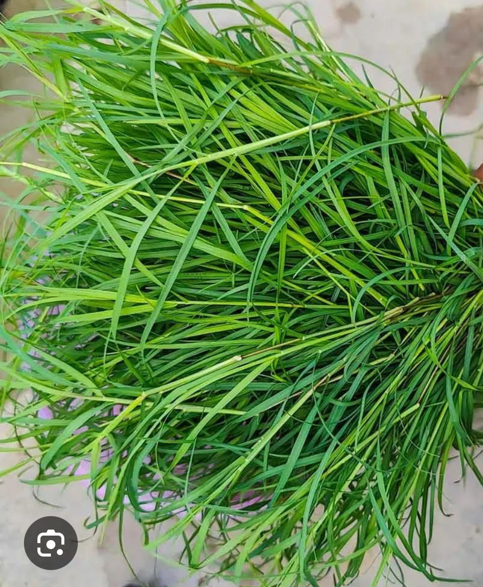 Darba /Dubha Grass