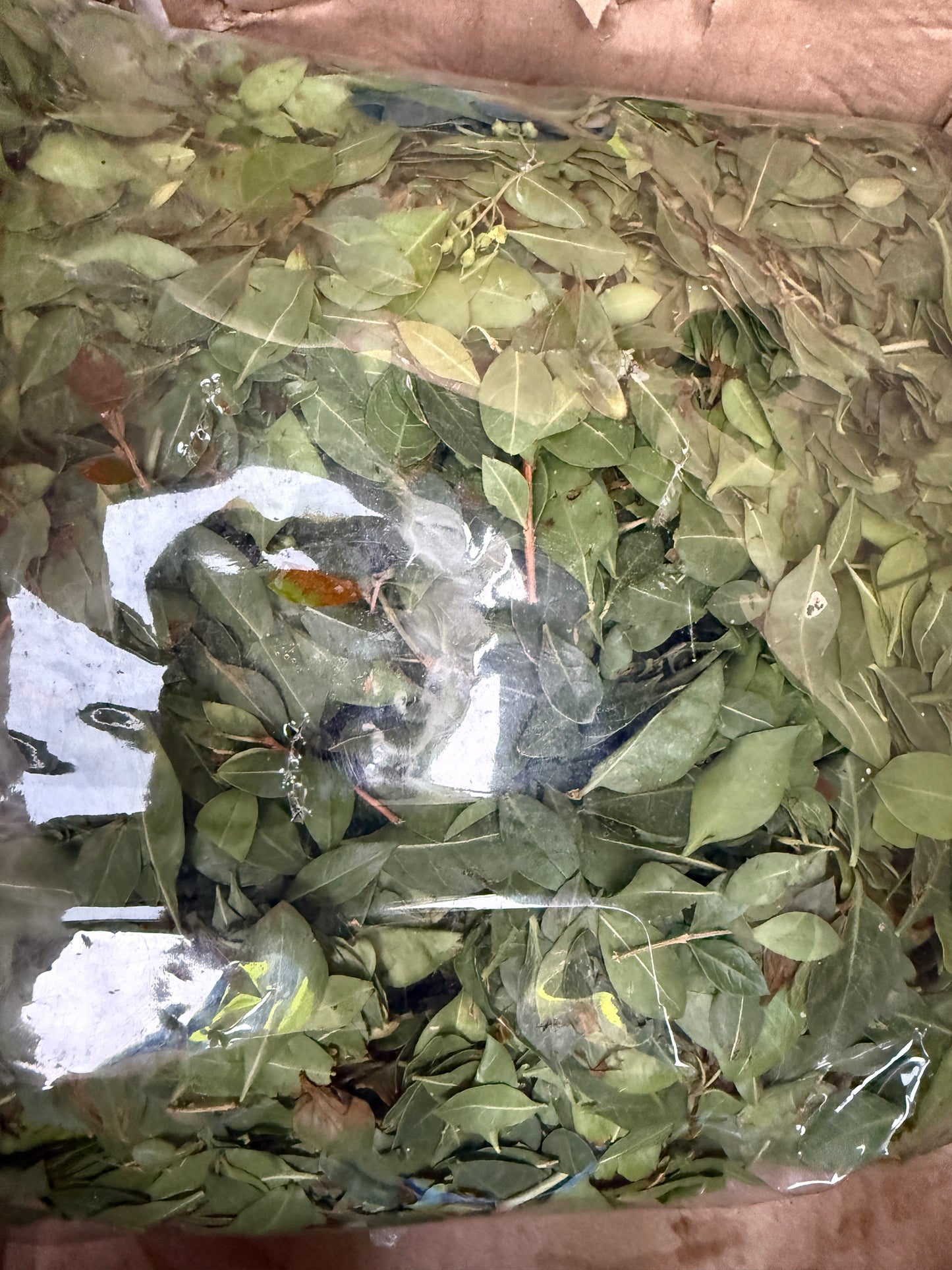 Henna Leaves / Gorintaaku Leaves