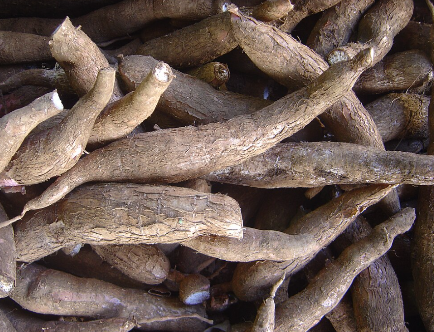 Karra Pendalam / Gobo root/ Burdock