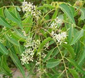 Small Neem Flowers Ugadi Special