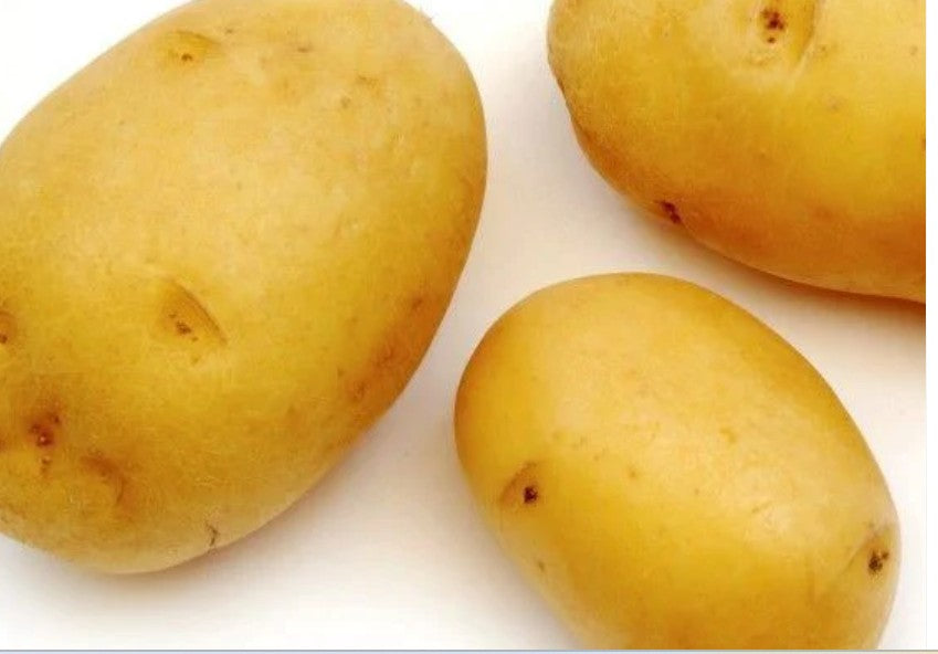 White Potato Premium Quality