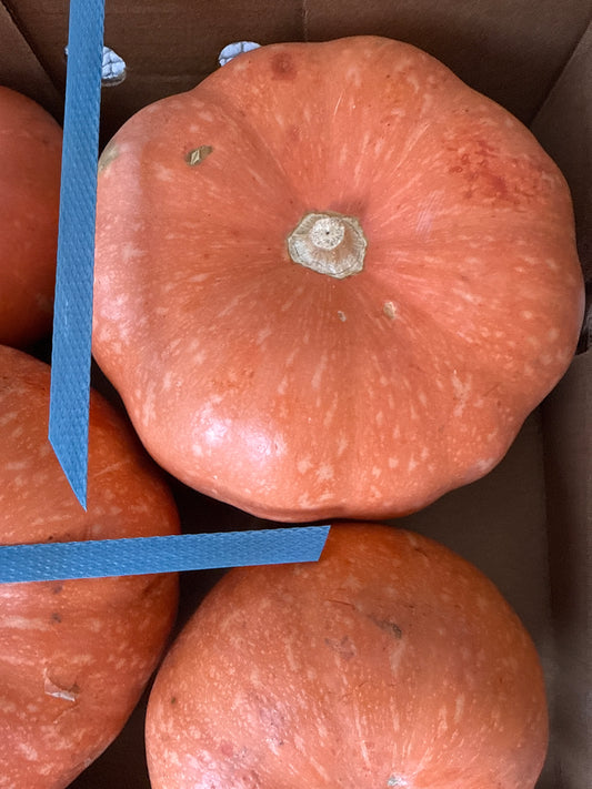 Indian Pumpkin