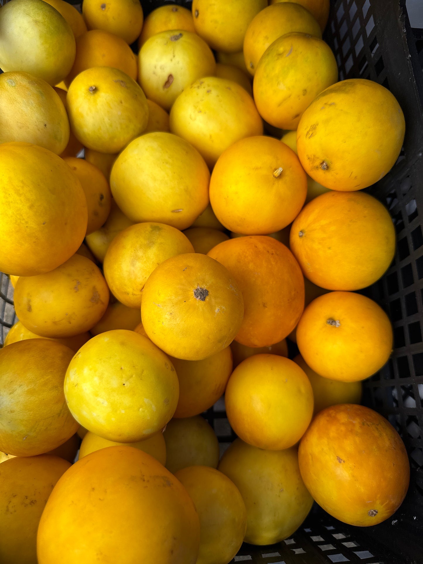 Yellow cucumber/Dosakaaya / Dosakkai (Mixed Size)