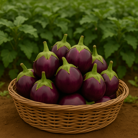 Purple Brinjal Round/Baingan Round - Mixed Size