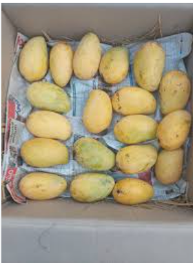 Nuzuvid Small(Chinna) Rasaalu (Juicy)- One Box