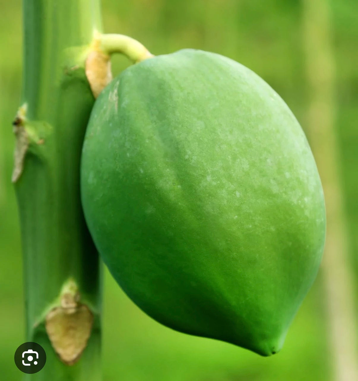 Raw Green  Pappaya import 1kg- Vegetable