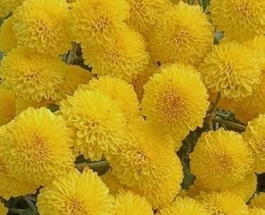 Yellow Chamanthi flower + Tulasi leaf