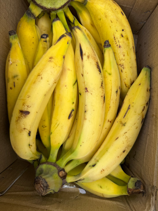 Nendran bananas - Export Quality