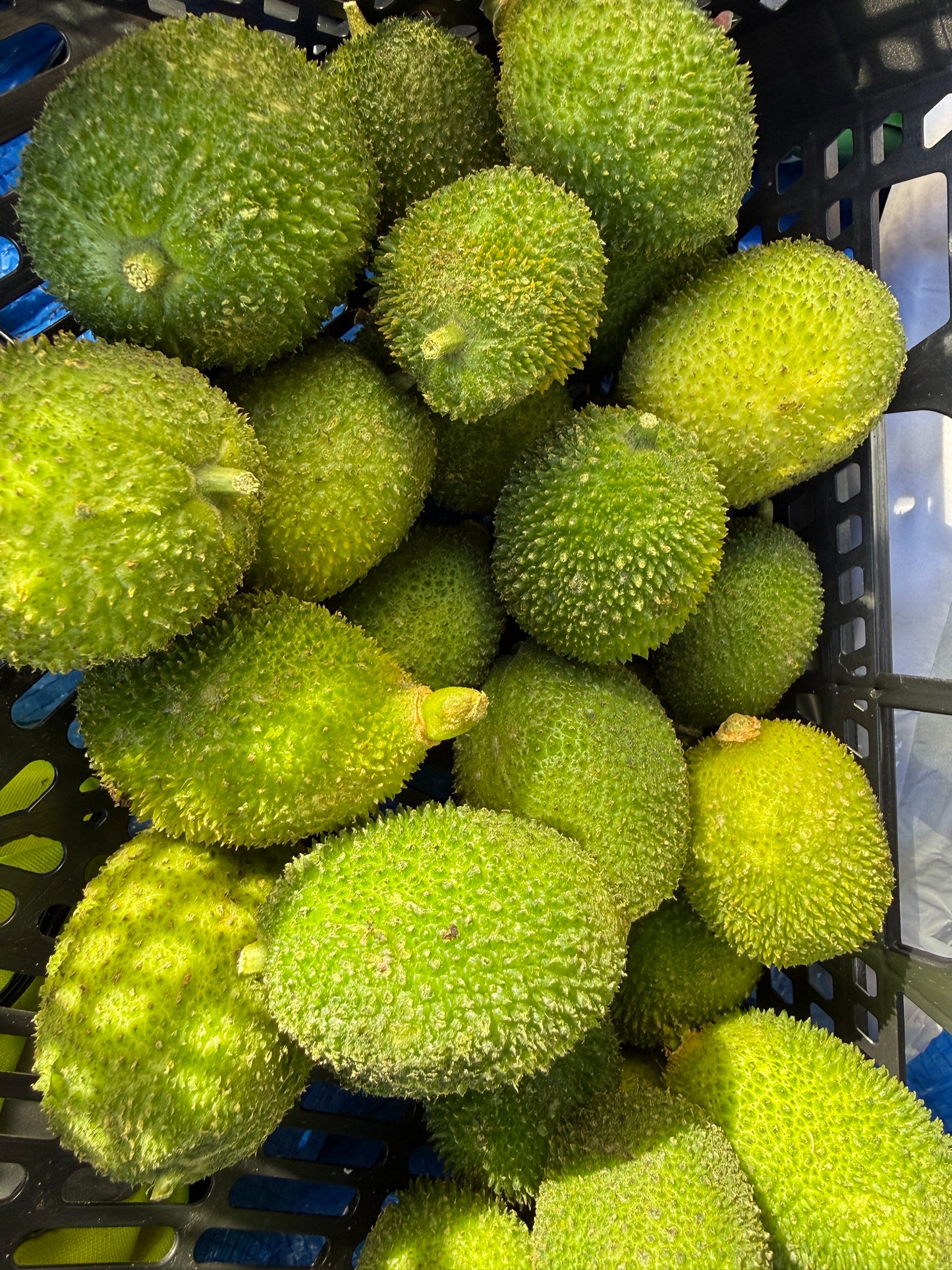 Spiny Gourd/ Akakaara