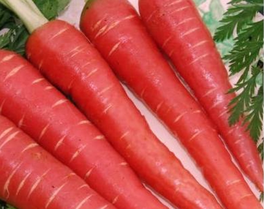 Indian Carrot (Gajar) Import