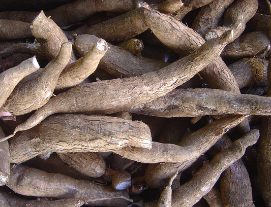 Karra Pendalam / Gobo root/ Burdock