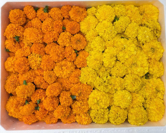 Miscellaneous flower Mix pack