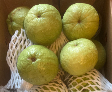 Indian Gauva - Export Quality
