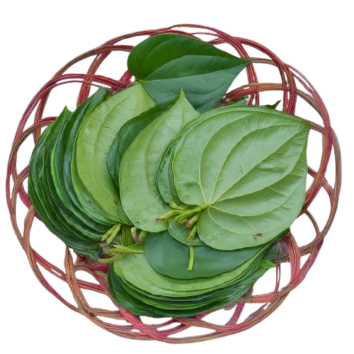 Experience the traditional Indian custom of chewing betel leaves with our fresh, high-quality leaves. These aromatic leaves are known for their digestive properties and cultural significance. Enjoy the unique flavor and tradition of betel leaves.