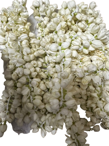 Buy Jasmine - 1 String – fresh, fragrant jasmine flowers perfect for rituals, special occasions, or adding a touch of elegance and relaxation to your space!