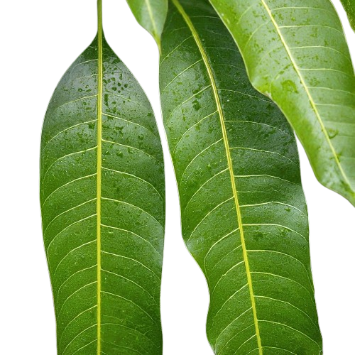 Celebrate the festive season with our fresh, aromatic mango leaves. These traditional decorations are perfect for adding a touch of nature and auspiciousness to your celebrations. Use them to create beautiful rangoli designs, garlands, or as offerings in religious ceremonies.